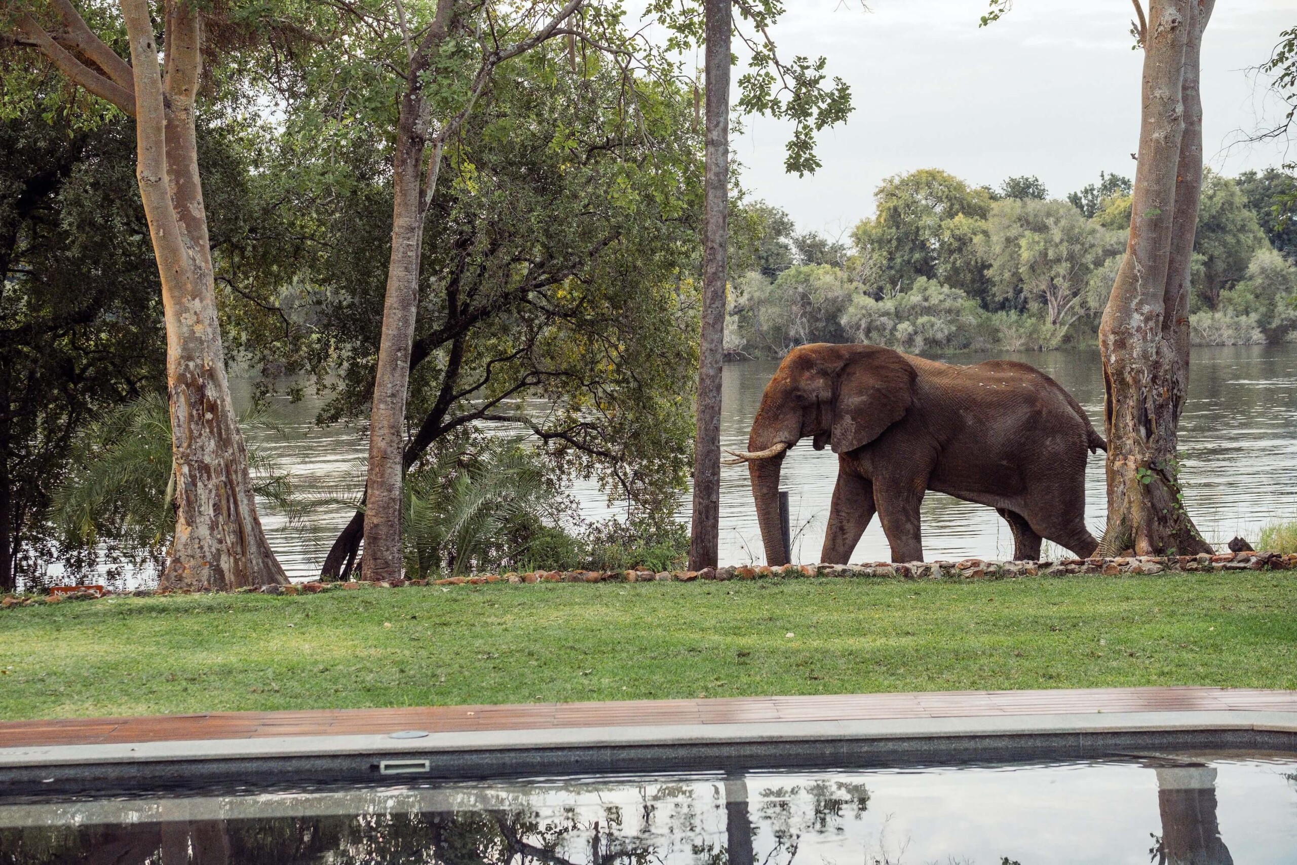 Elephant walking along rivers edge – PRH