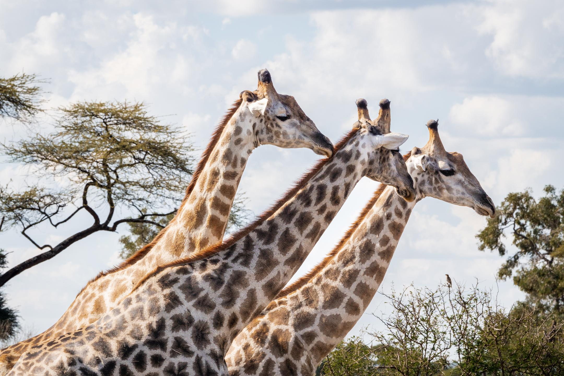 Matetsi Victoria Falls Giraffes